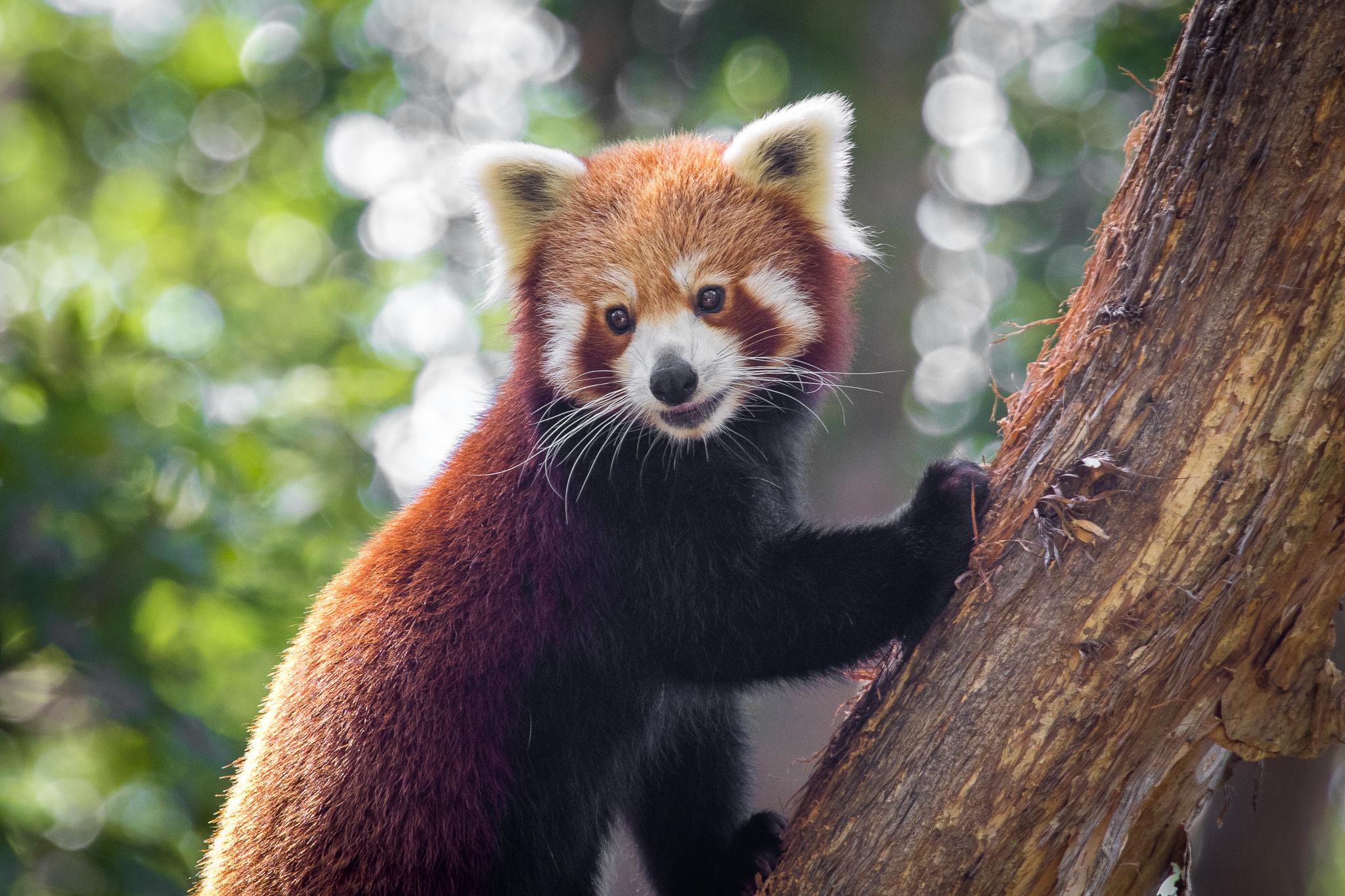 10-facts-about-red-pandas-currumbin-wildlife-sanctuary