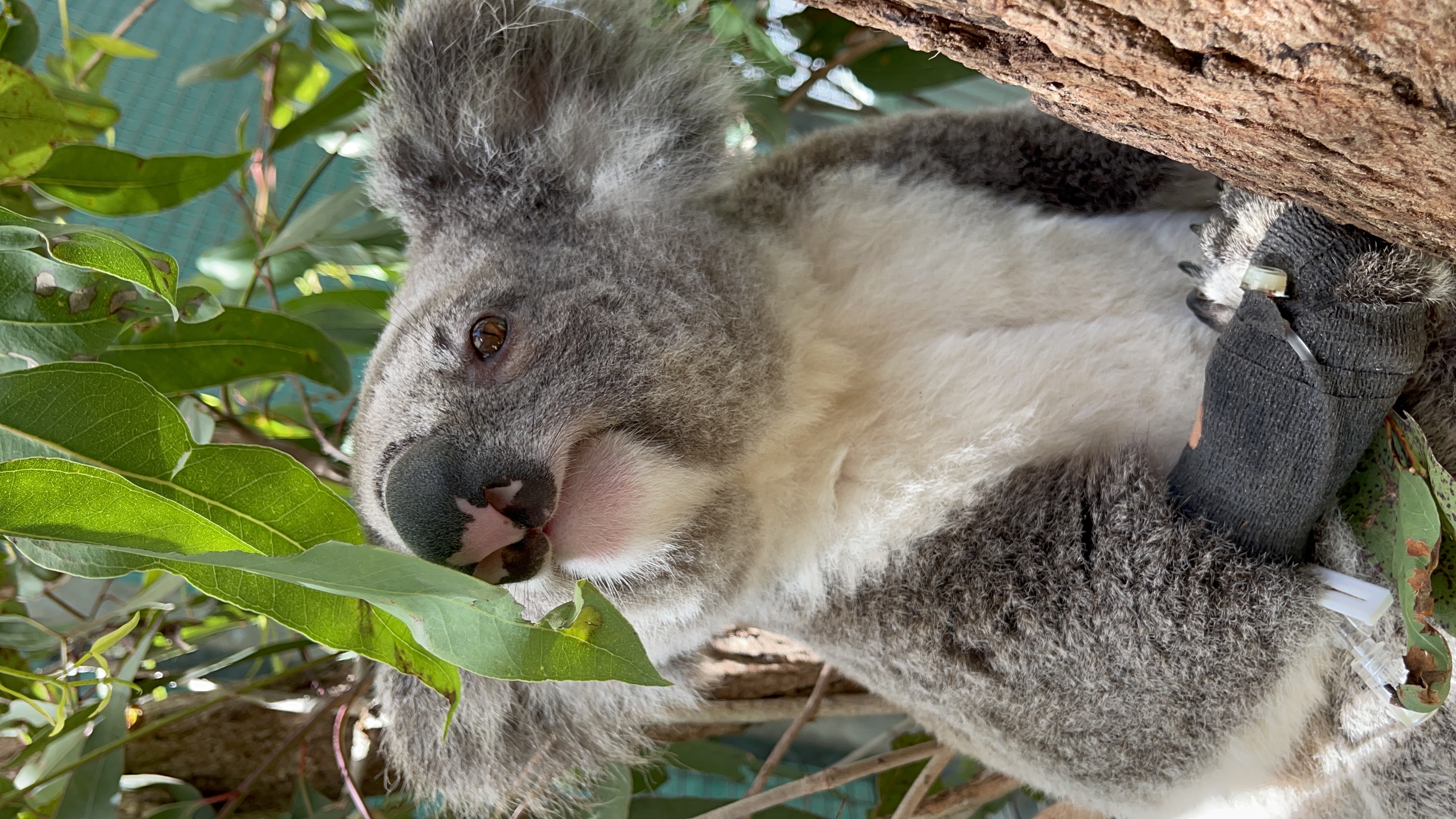 Unique wild rescue Koala 'Bear' – will now call Currumbin Wildlife