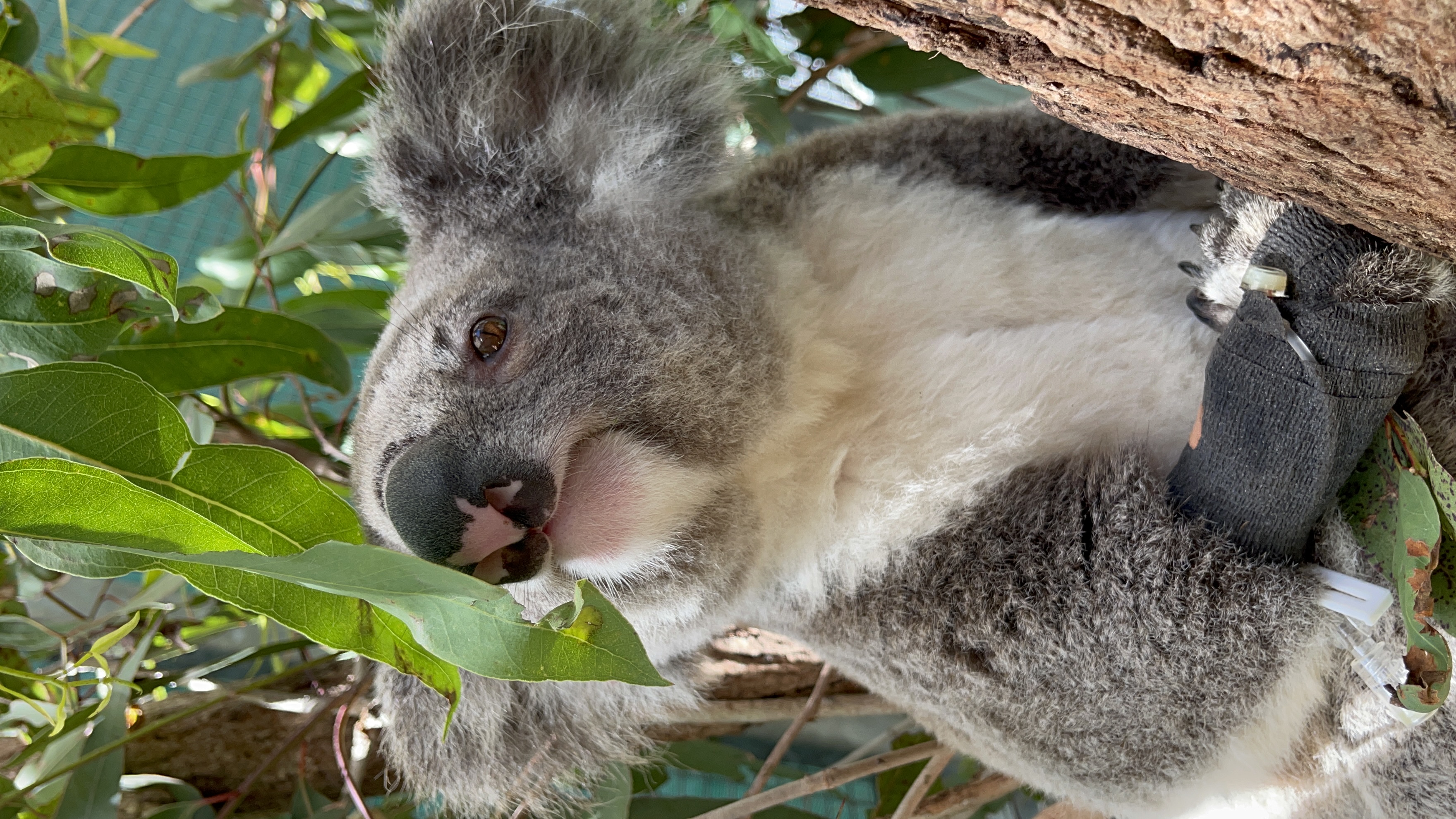 Save The Koala Month :: Currumbin Wildlife Sanctuary