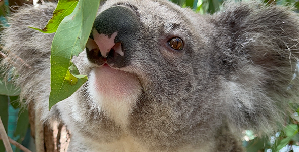 WT_Koala_Month_Index.png
