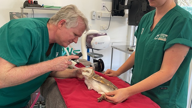 Barn Owls Admitted Page Image.JPG