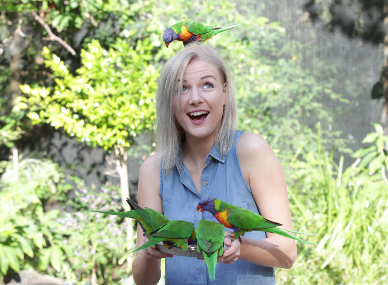 raising rainbow lorikeets