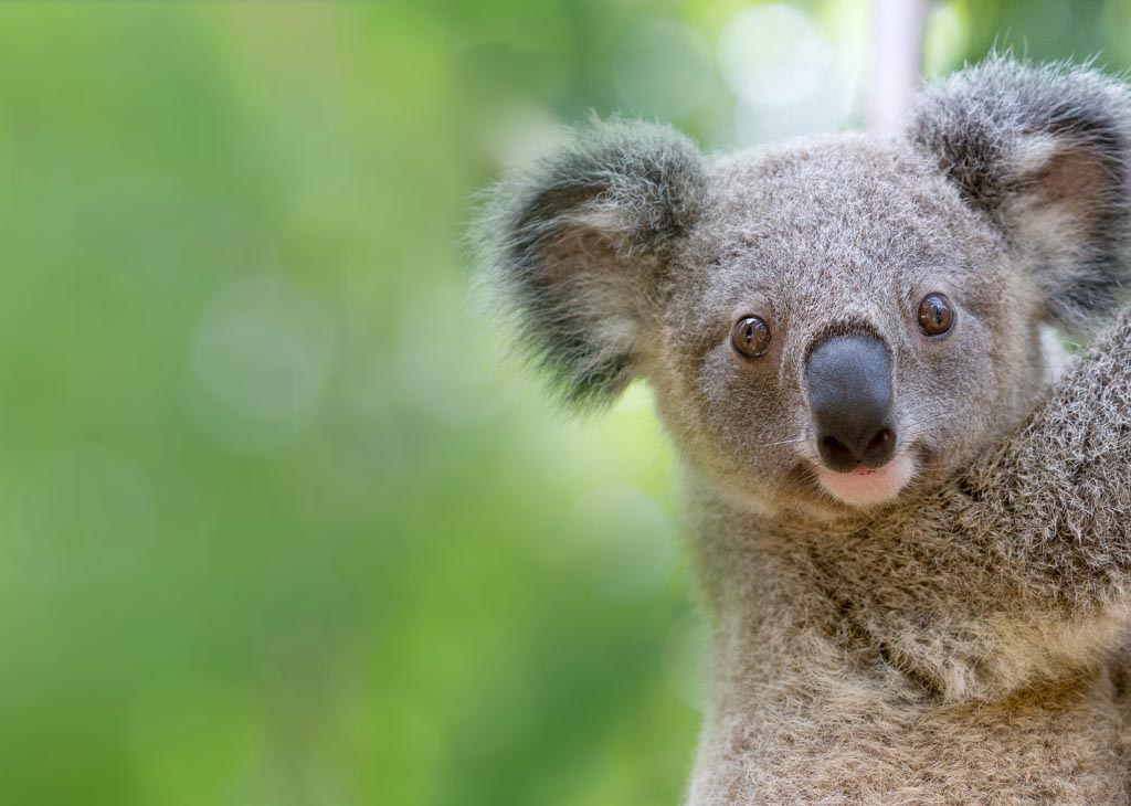 koala-experience-mob.jpg