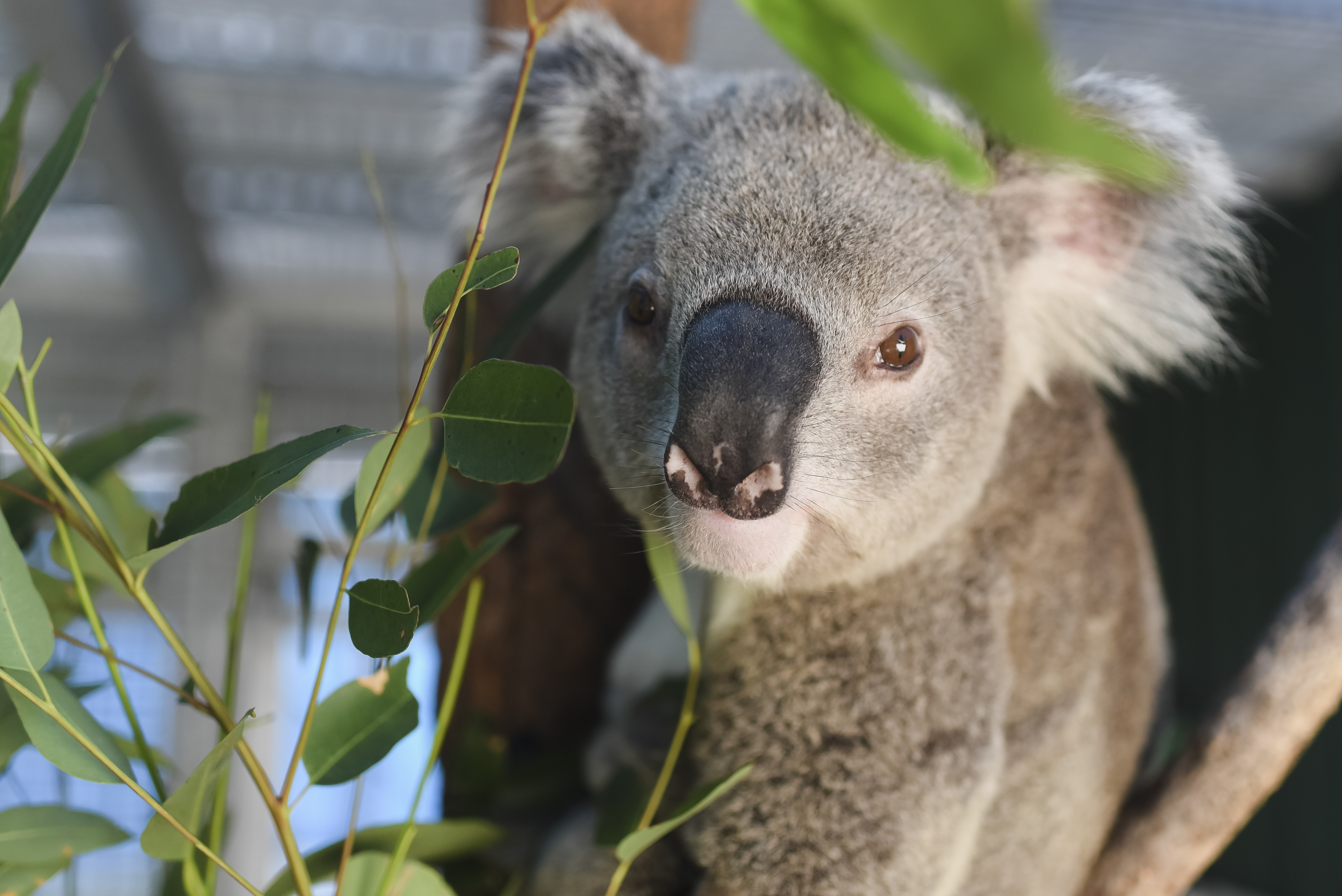 Unique wild rescue Koala 'Bear' – will now call Currumbin Wildlife