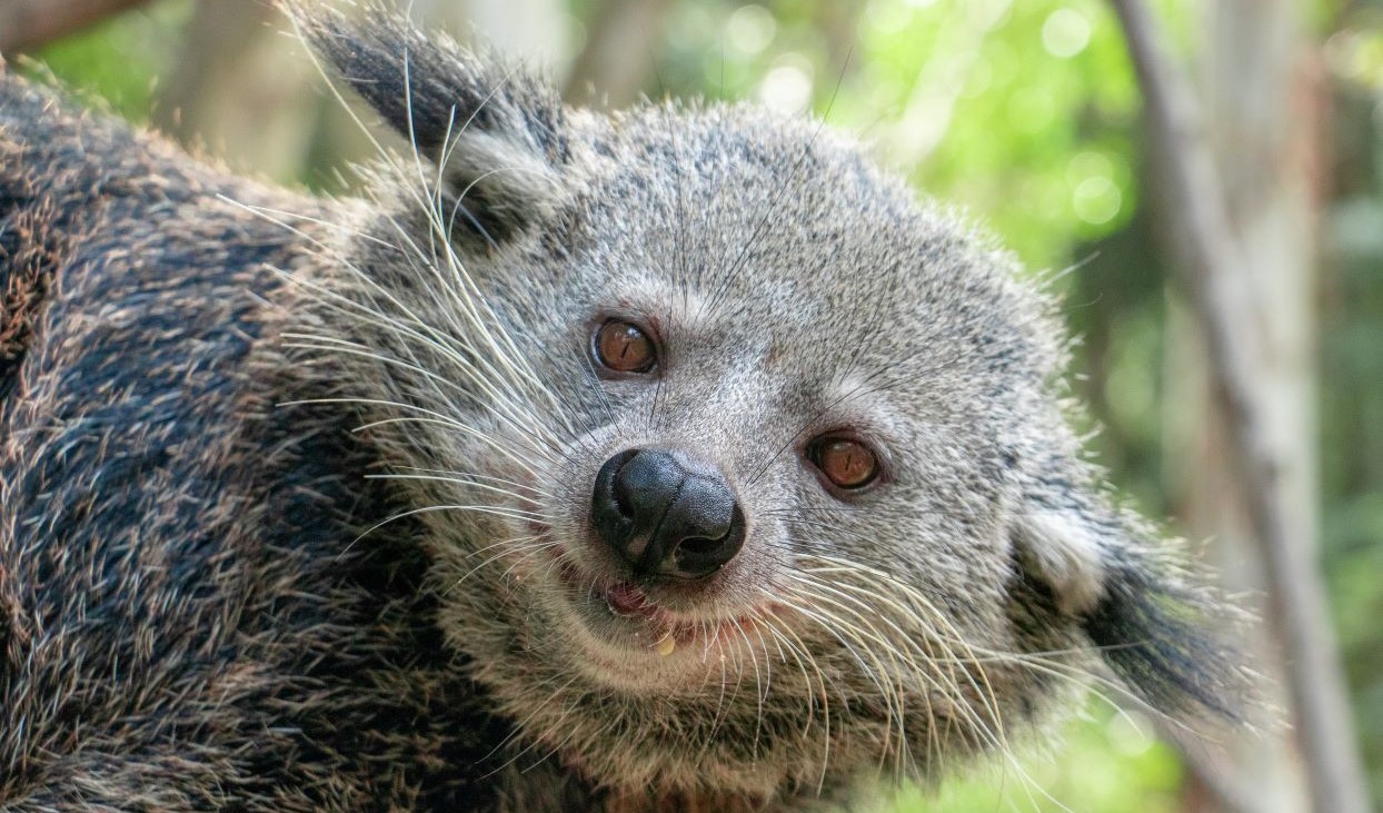 Binturong_Desktop.jpg