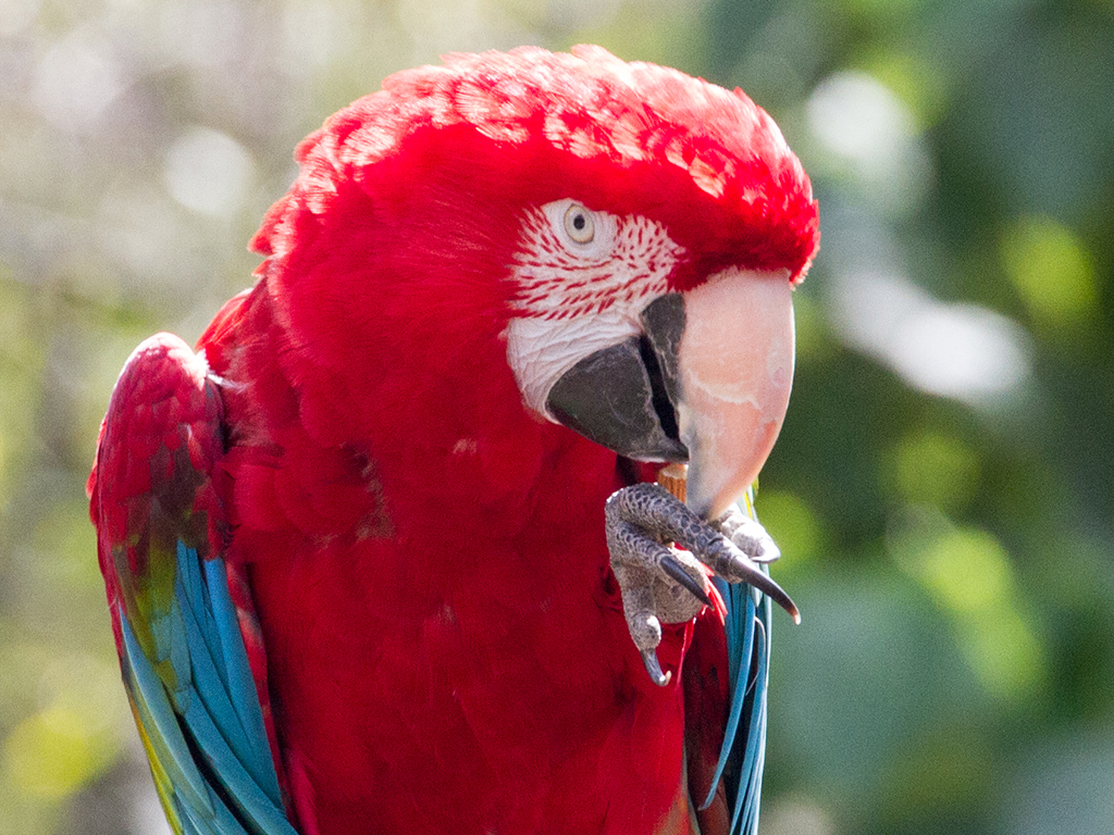 macaw mobile.jpg