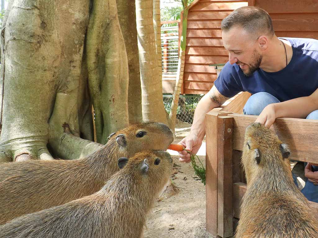 Currumbin Wildlife Sanctuary Capybara Encounter Mobile 1024x768.jpg