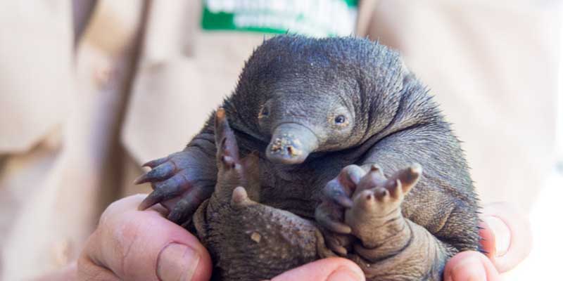 cute echidna puggle