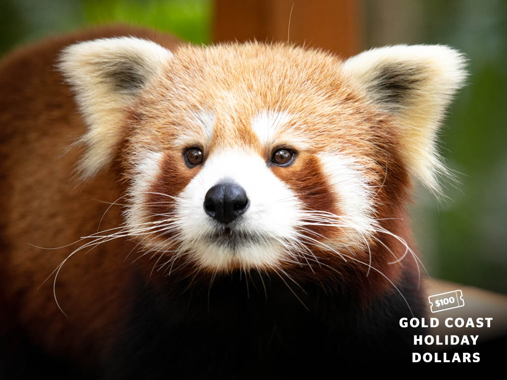 GC_Holiday_Dollars_LV_Exp_Red_Panda_Mobile.jpg