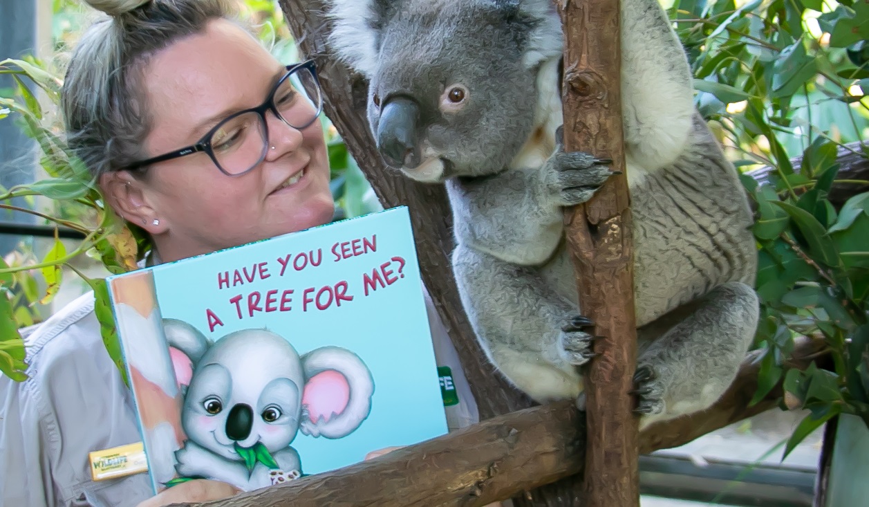 Unique wild rescue Koala 'Bear' – will now call Currumbin Wildlife