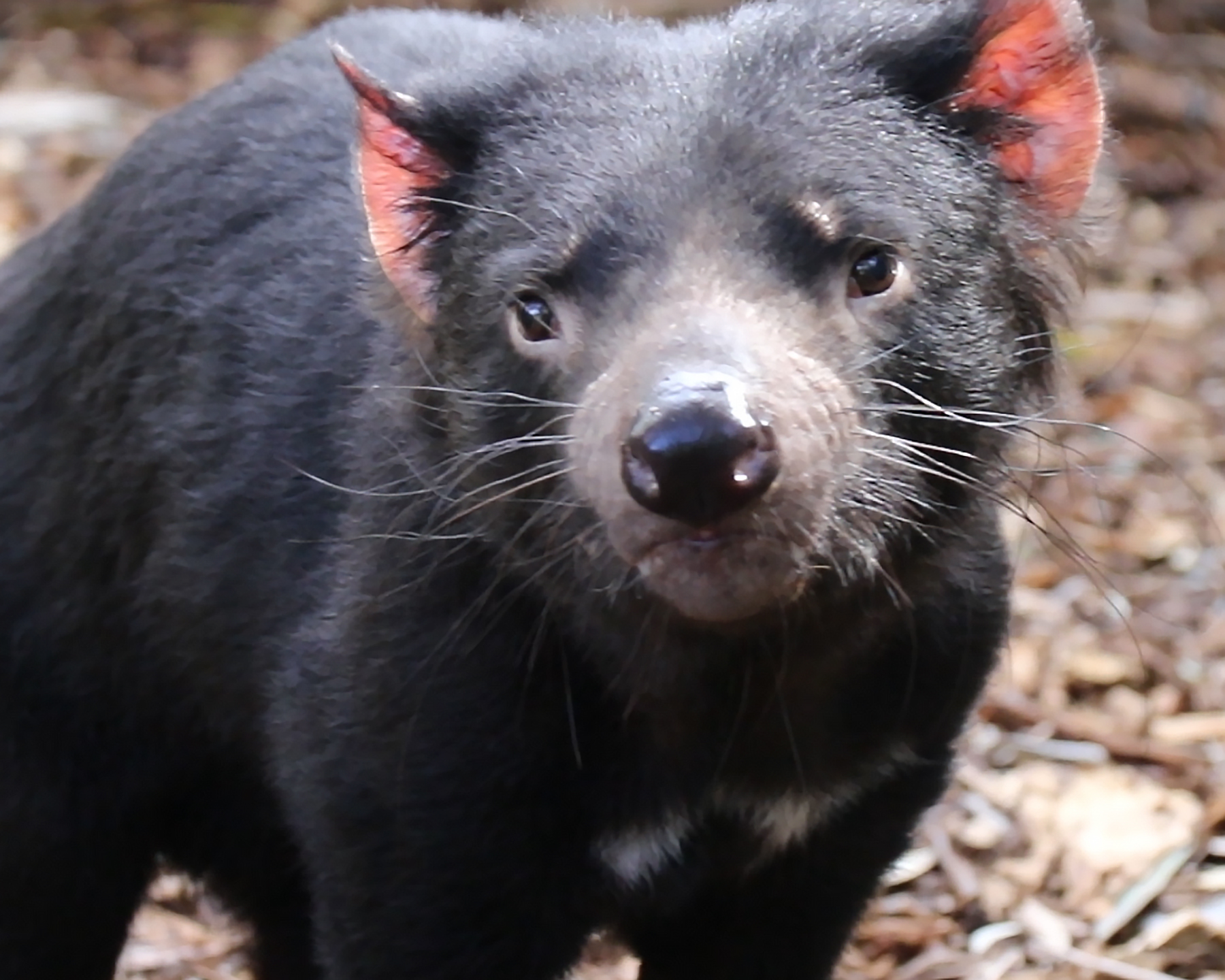 Tassies Cheekiest Marsupial  Currumbin Wildlife Sanctuary