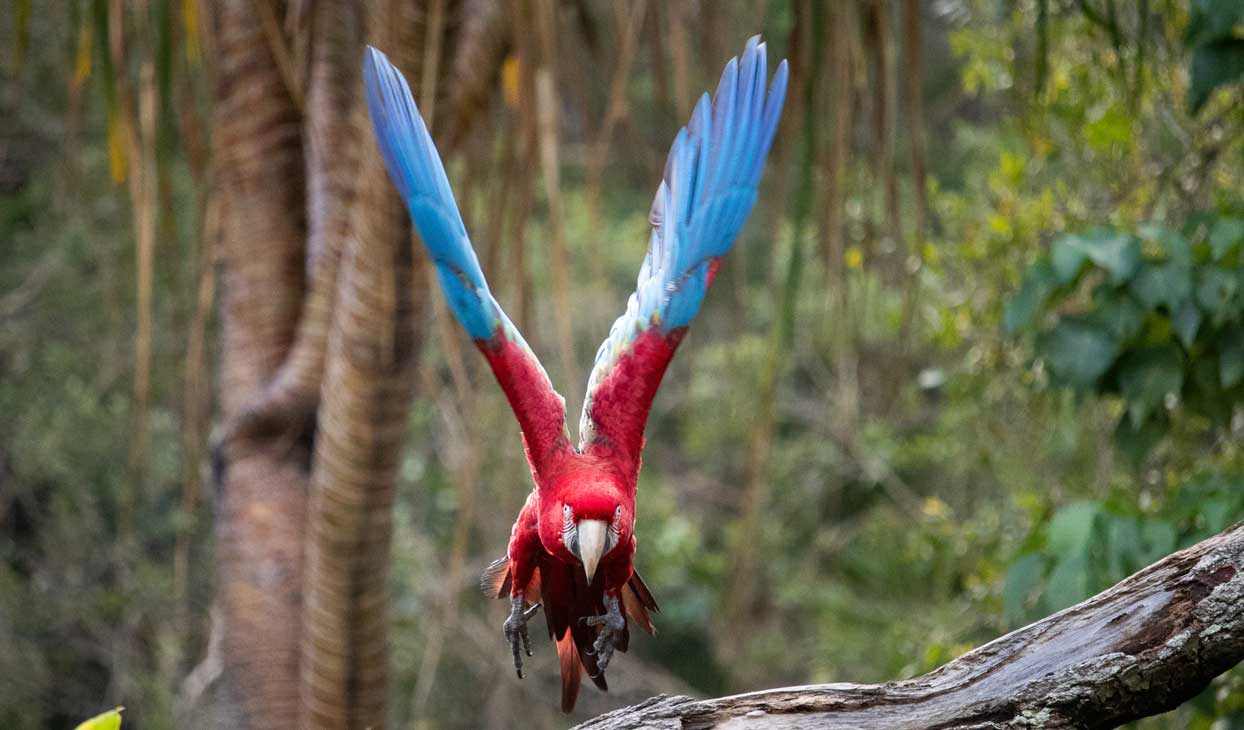 macaw.jpg