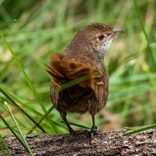 Brown_bird_red_eyes_from_the_back_sitting_on_tree_branch_in_front_of_green_grass.jpg