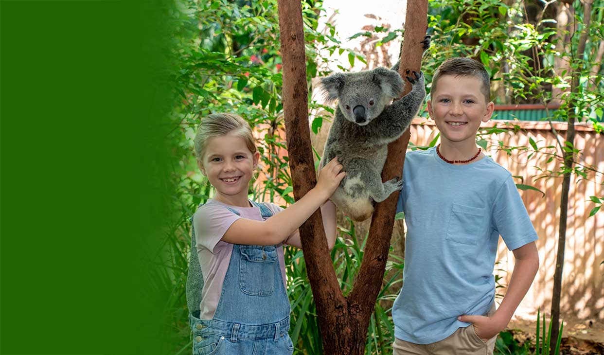 what-to-do-koala-photo.jpg