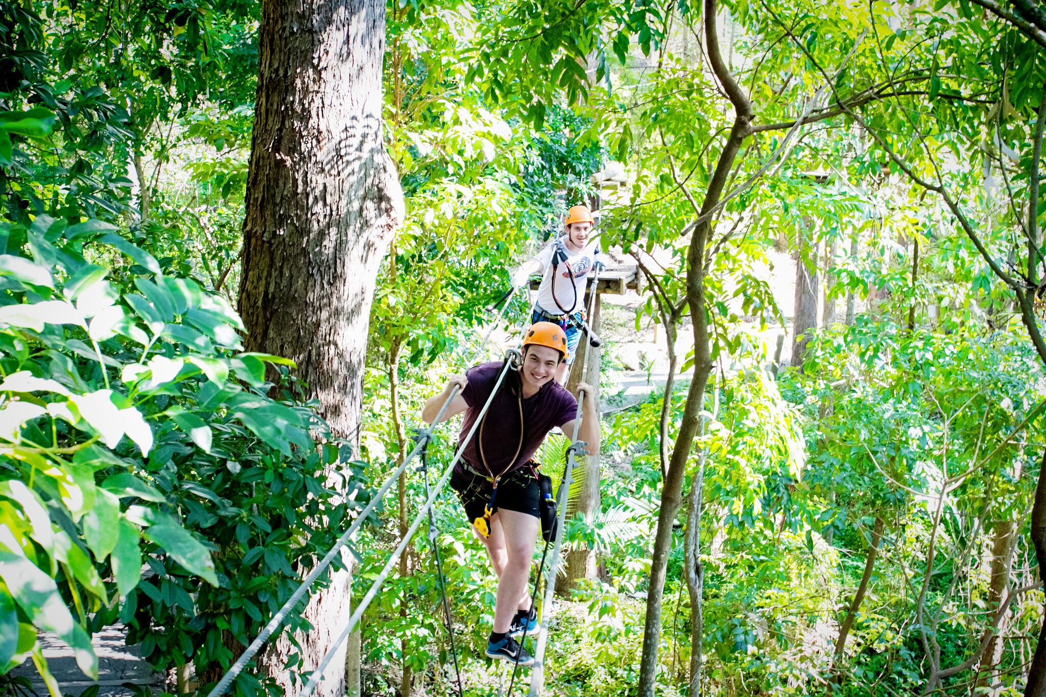 tree-top-challenge-currumbin.jpeg