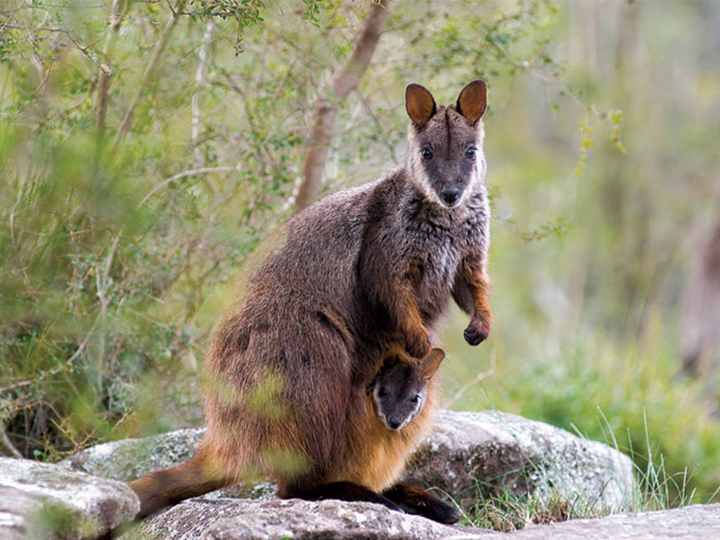 Rock-wallaby rescue