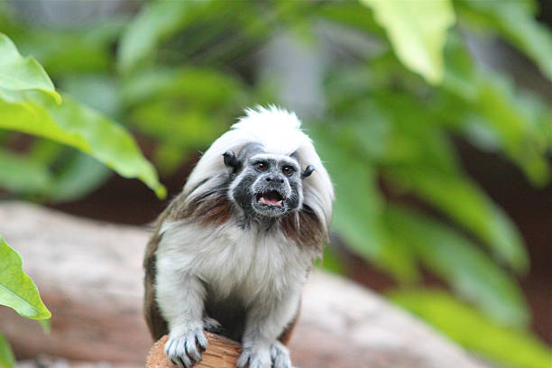 Tamarin - Facts and Beyond