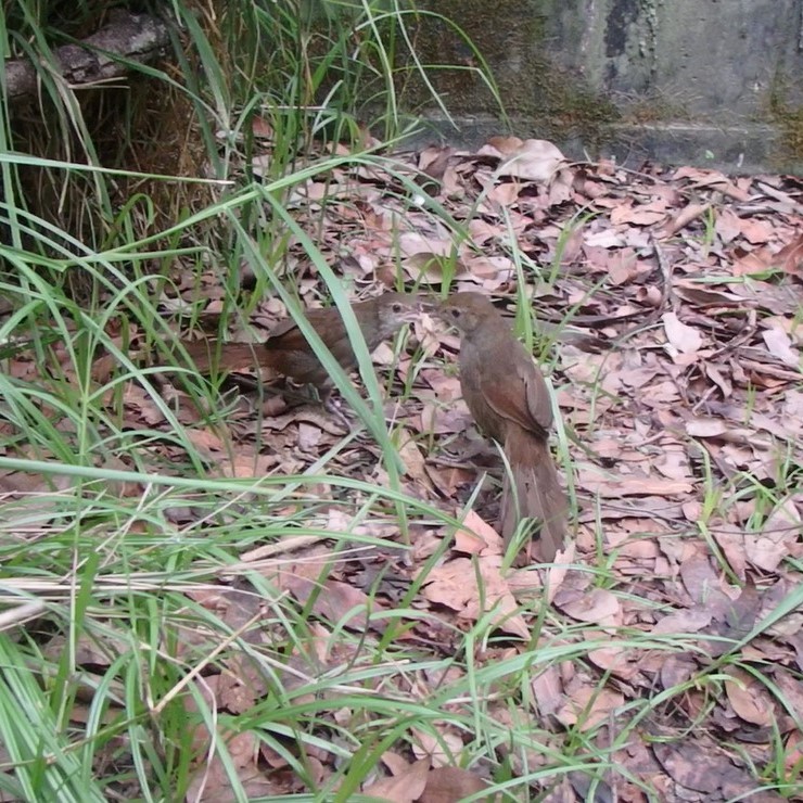 Eastern_Bristlebird_Snitch_feeding_his_girl_Thumbnail.jpeg