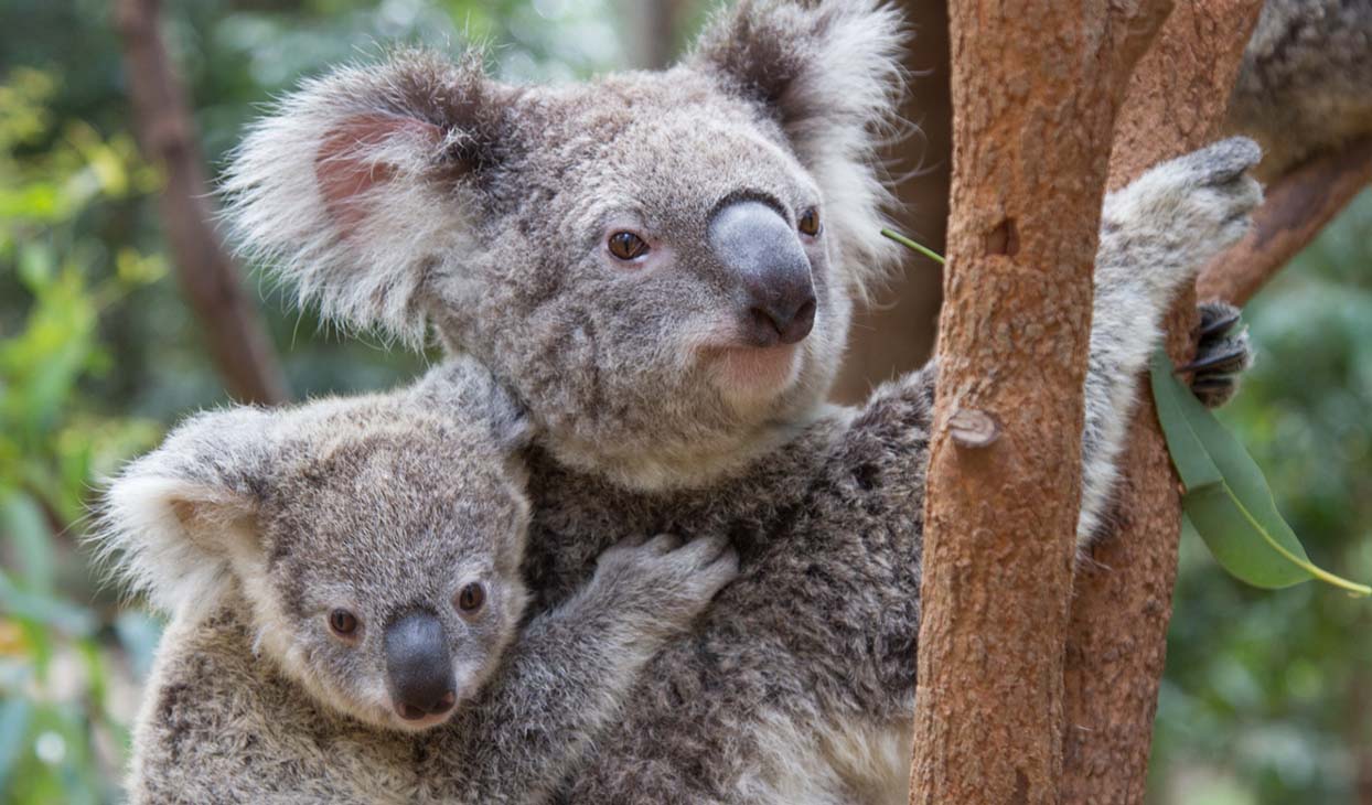 Koala Nursery Experience Standard 1244x730.jpg