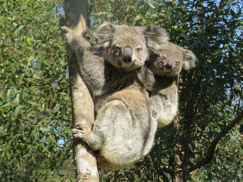 Unique wild rescue Koala 'Bear' – will now call Currumbin Wildlife