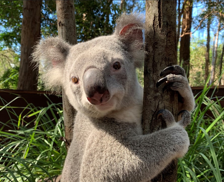 This Rare White Baby Koala Bear Is The Cutest Addition In