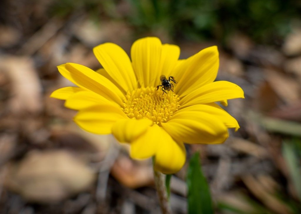 Bee_on_Yellow_Flower_Mobile.jpg