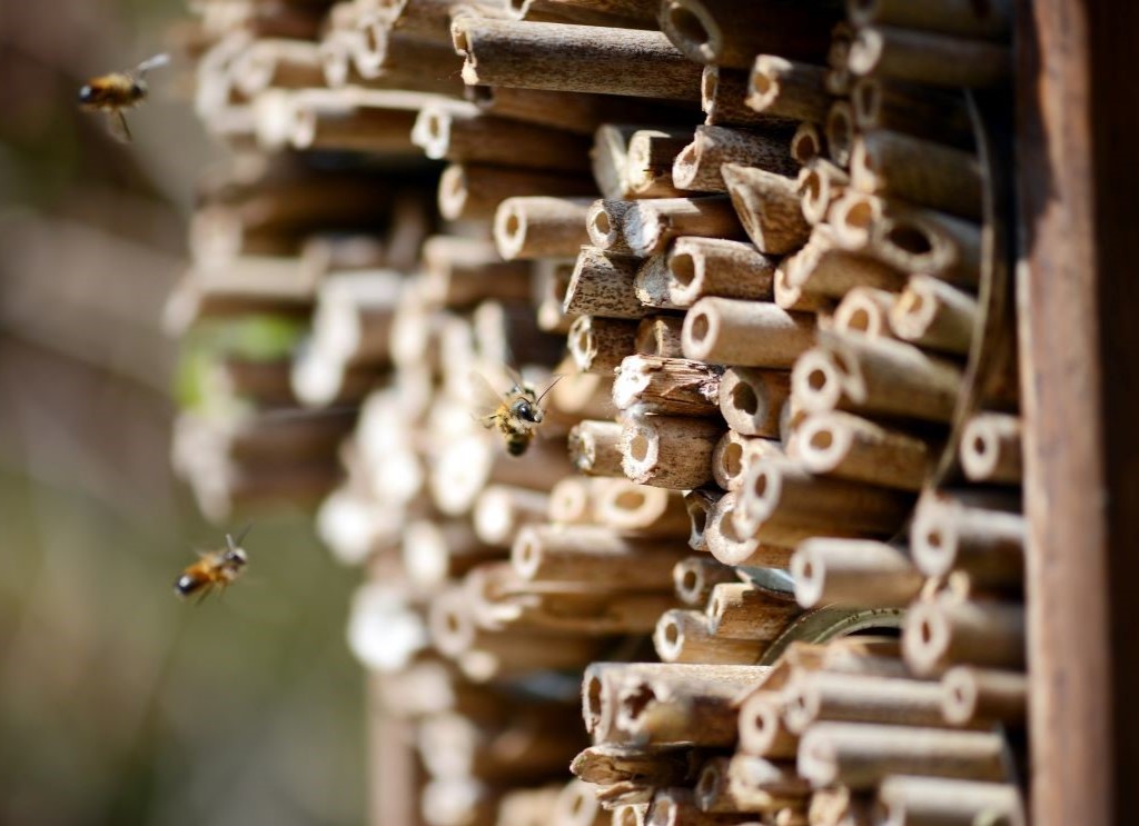 Wild_bees_flying_towards_bee_house_Mobile.jpg