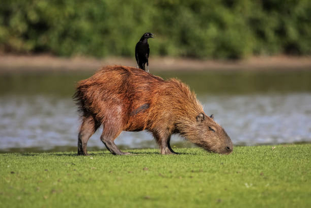 capybara-social.jpg