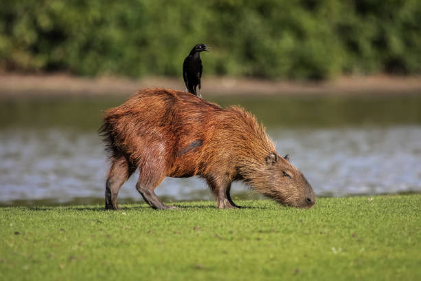 Capivara (capybara)  Capybara, Endangered animals facts, Worlds cutest  animals