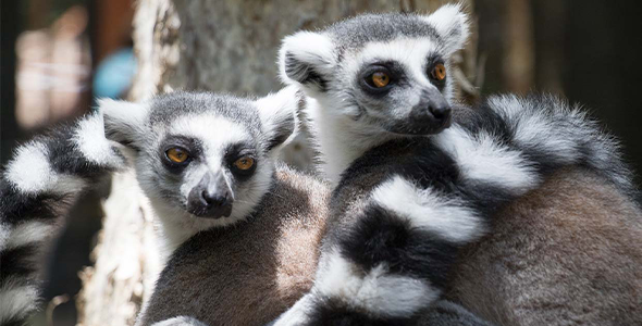 Lemur_Conservation_Index.png