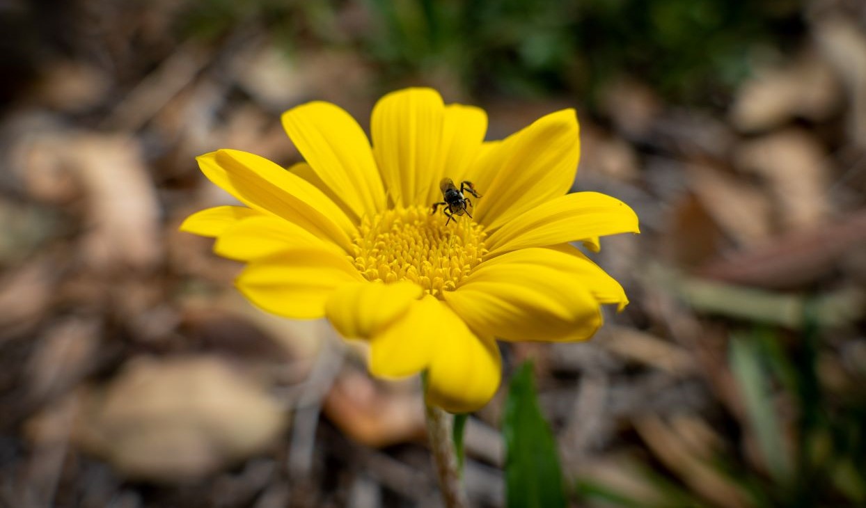 Bee_on_Yellow_Flower_Desktop.jpg