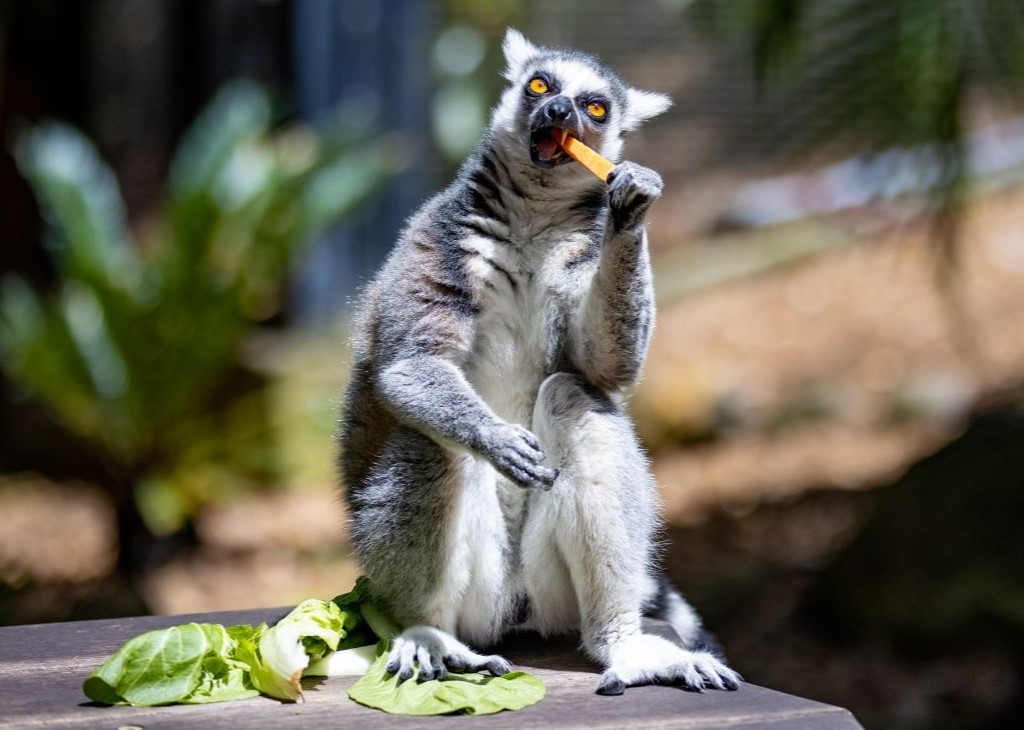 Lemur_eating_sweet_potato_stick_Mobile.jpg