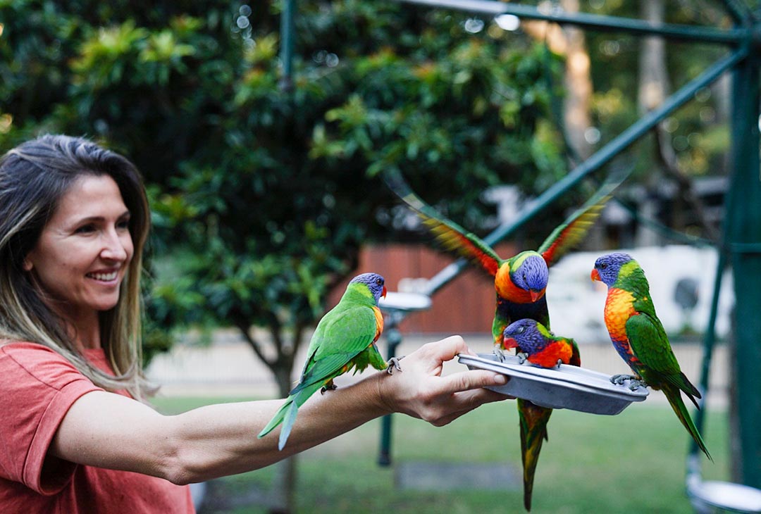 lorikeets blog post free things to do goldcoast.jpg