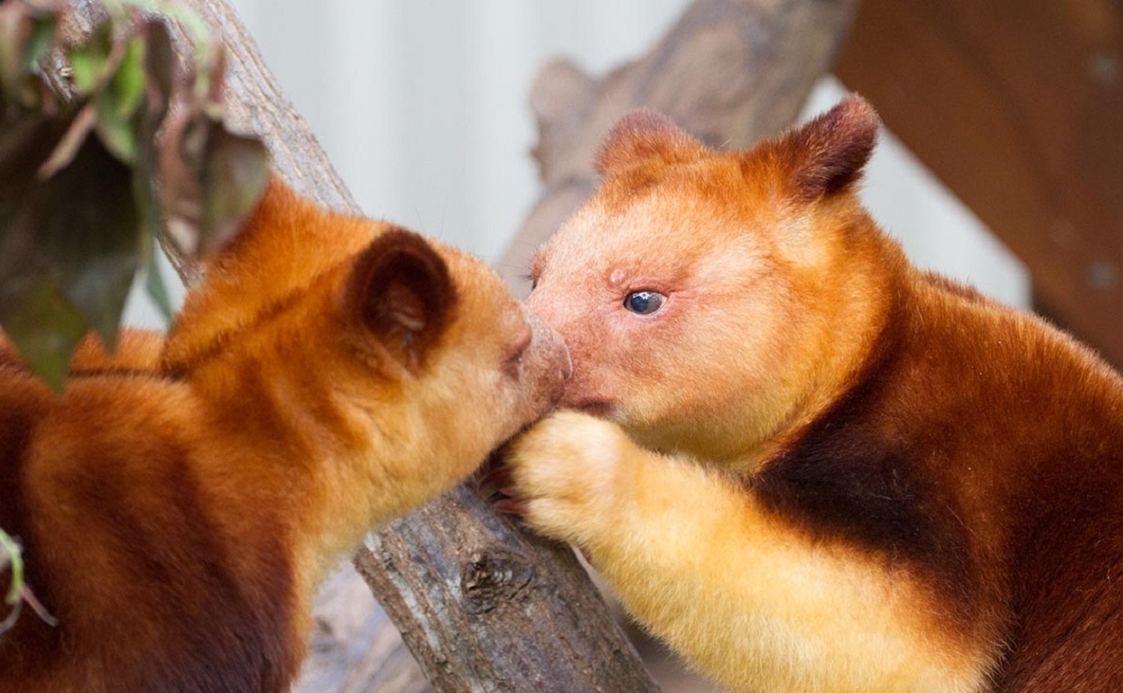 Tree Kangaroo Pet