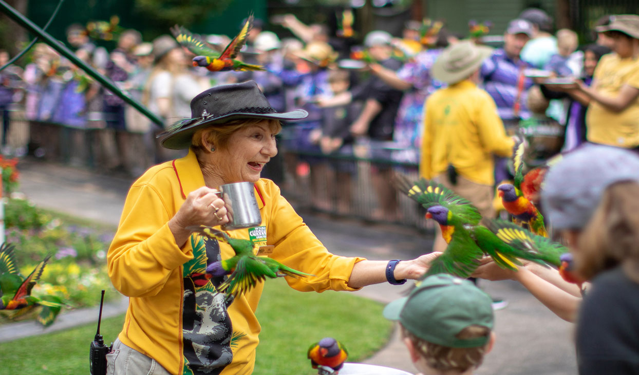 lorikeets.jpg