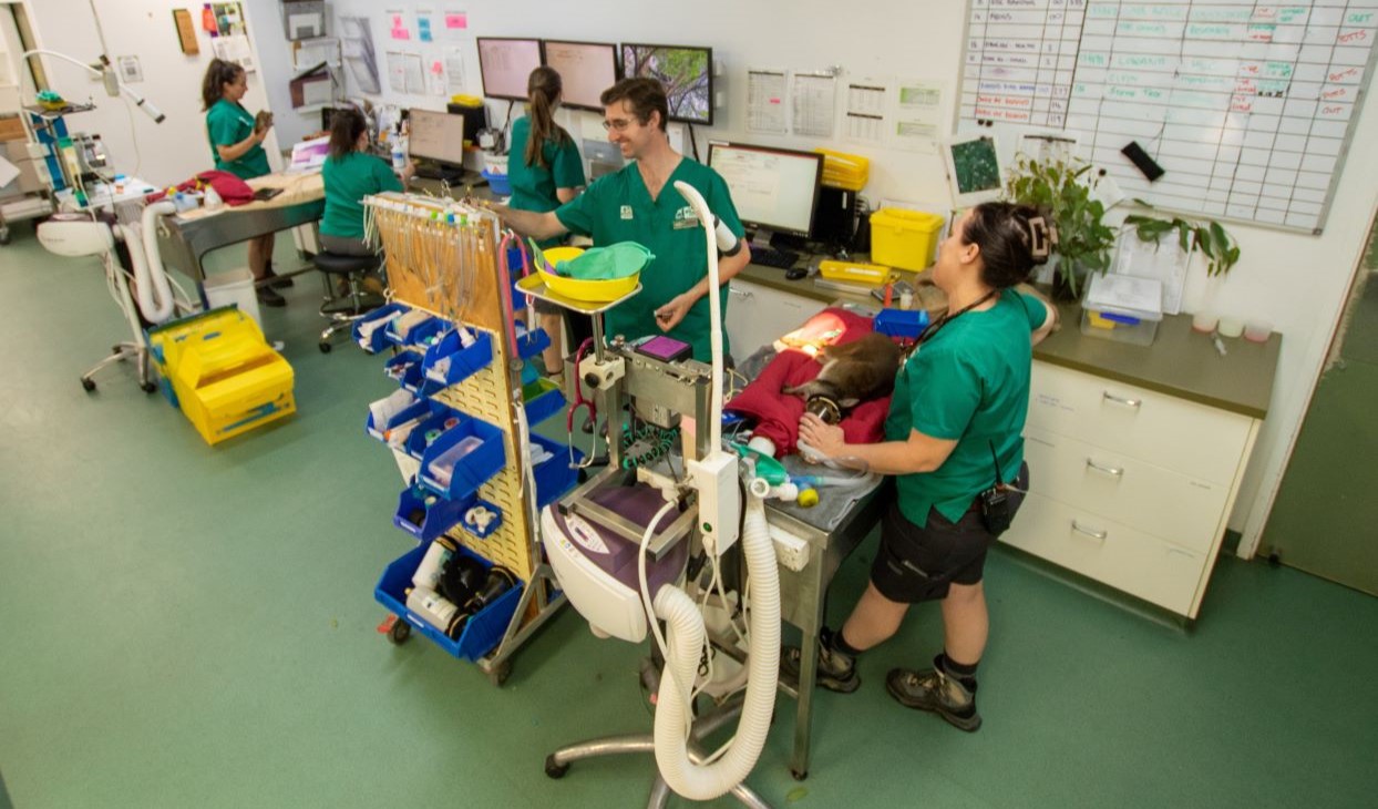 Vet_team_in_action_at_Currumbin_Wildlife_Hospital_Desktop.jpg