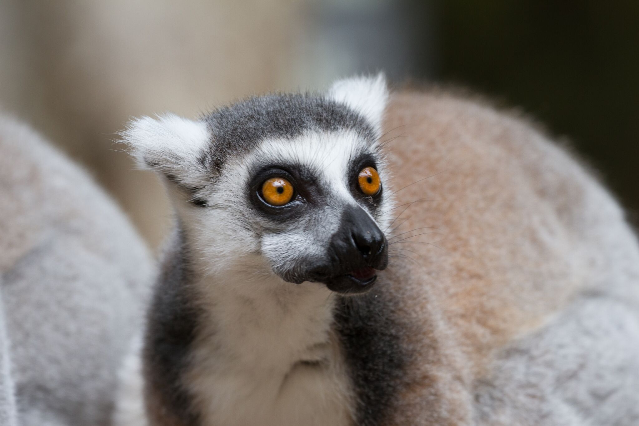 lemur-lost-valley.jpeg