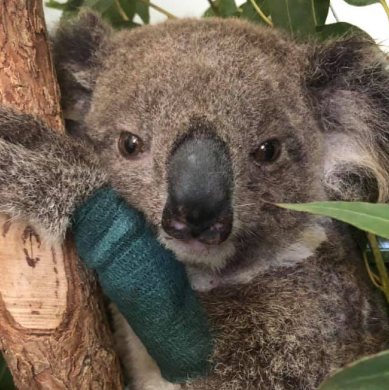 koala_bushfire_crisis.jpg