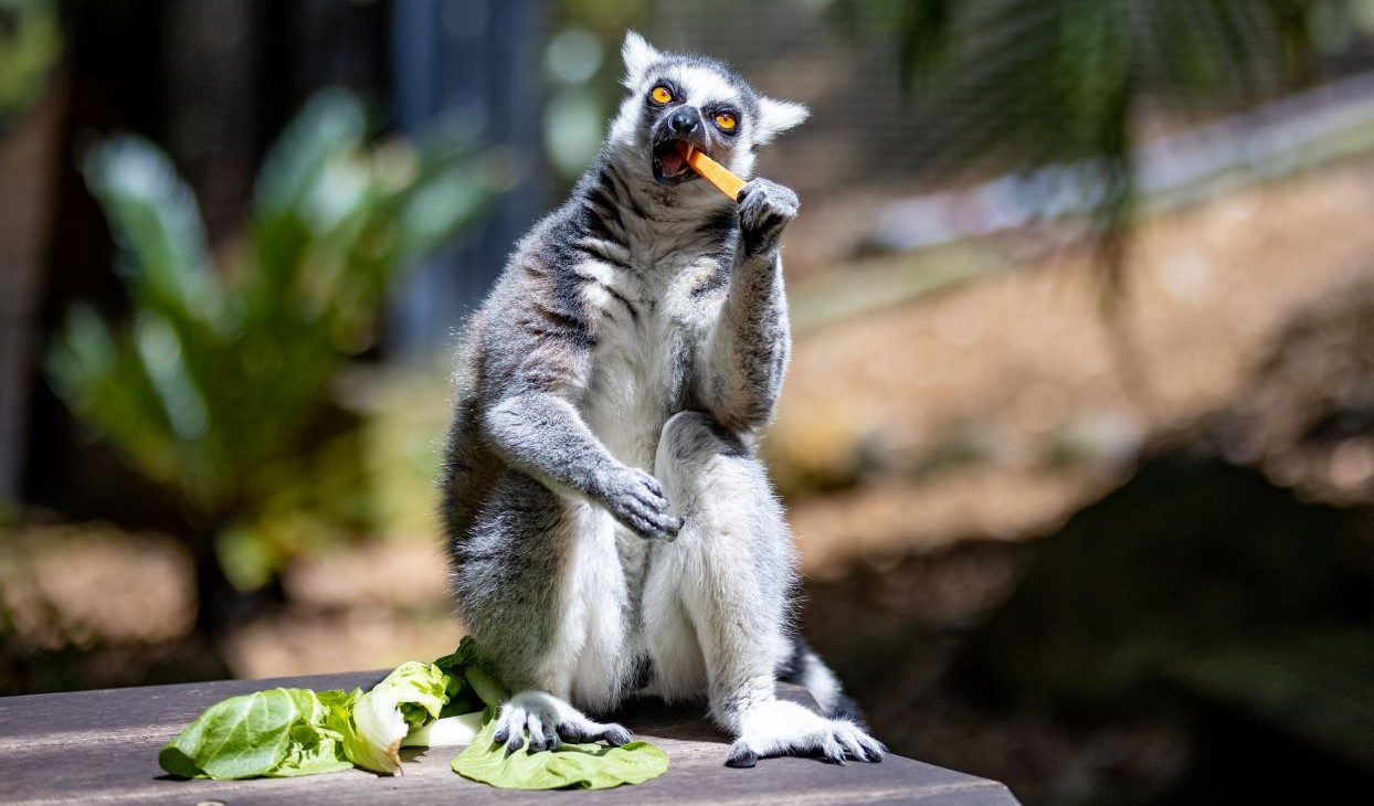 Lemur_eating_sweet_potato_stick_Desktop.jpg