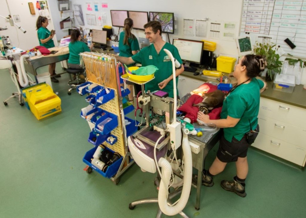 Vet_team_in_action_at_Currumbin_Wildlife_Hospital_Mobile.jpg