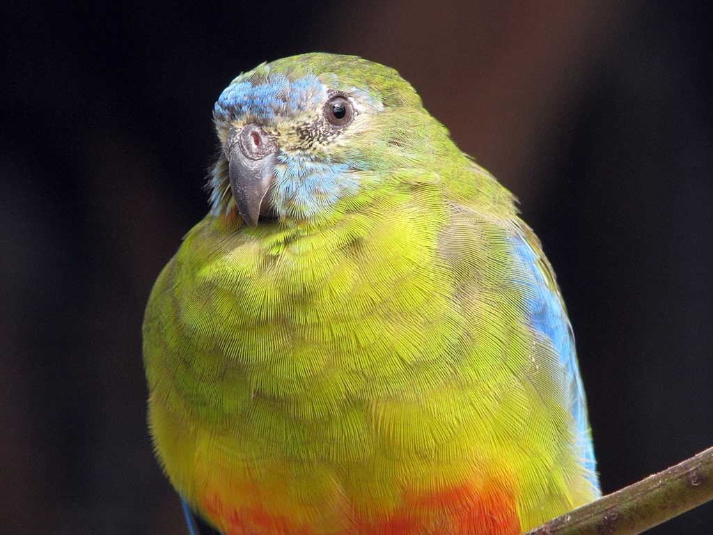 Regent Honeyeater and Orange-bellied Parrot Conservation :: Currumbin ...