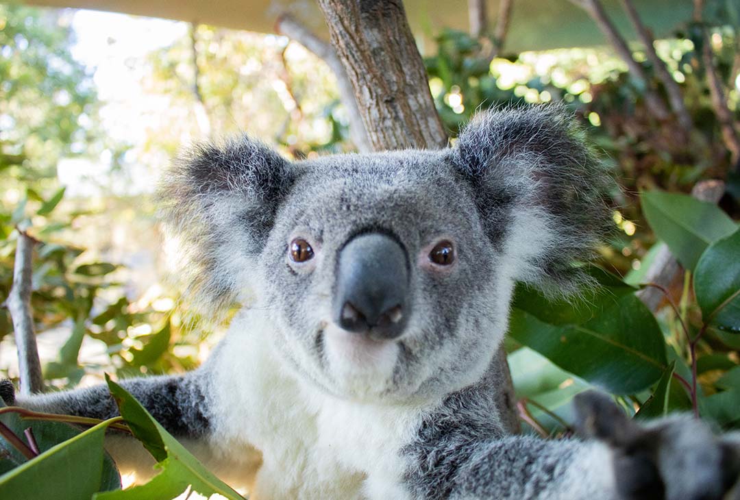 Unique wild rescue Koala 'Bear' – will now call Currumbin Wildlife