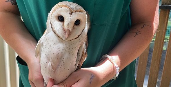Barn_Owls_Admitted_Index_Image.JPG