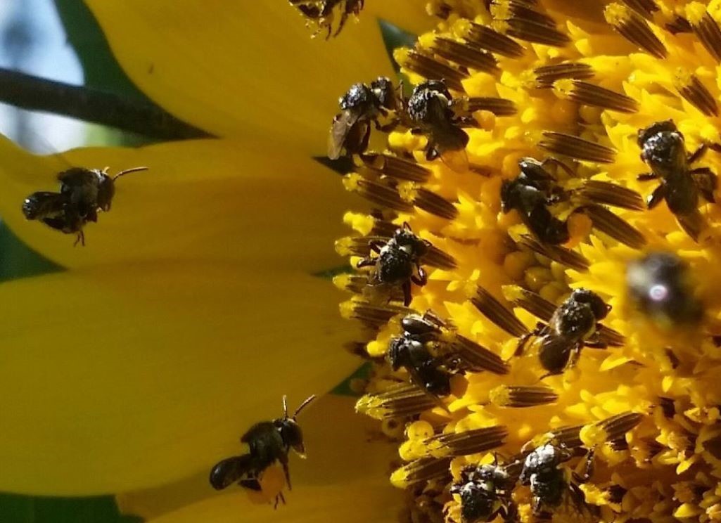 Native_bees_on_yellow_flower_Mobile.jpg