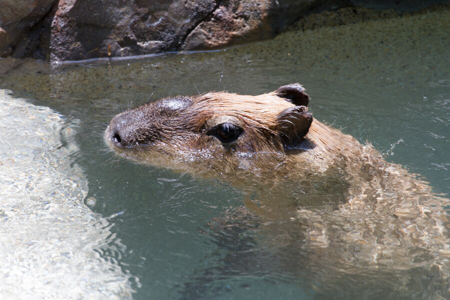 I made capybaras with different jobs or costumes : r/capybara