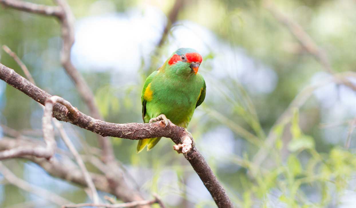 fig-parrot.jpg