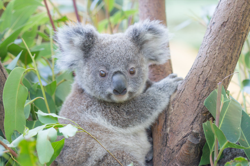 koala animals currumbin wildlife sanctuary koalas over agfg au