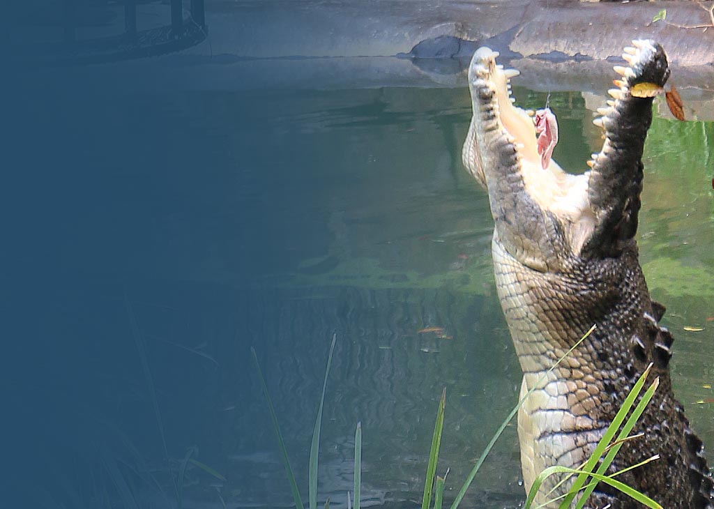 croc-feeding-mob.jpg