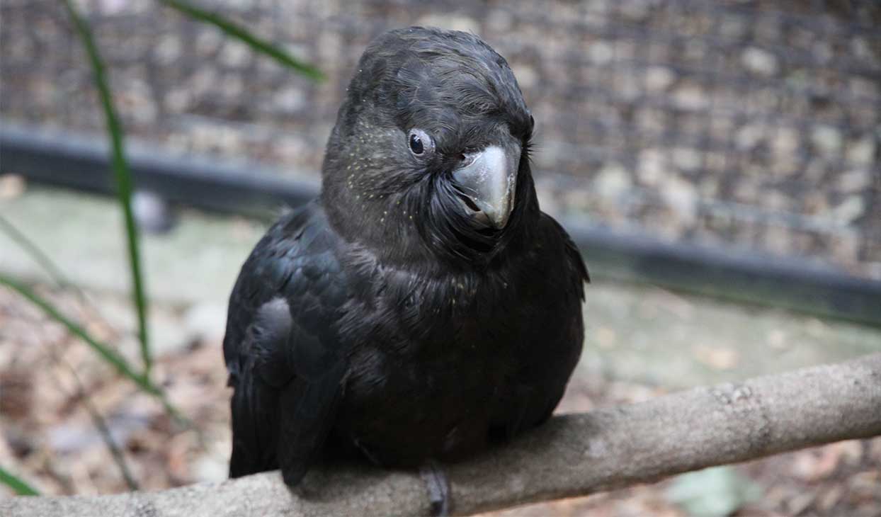 Glossy Black Cockatoo-9912 desktop 1024x768.jpg