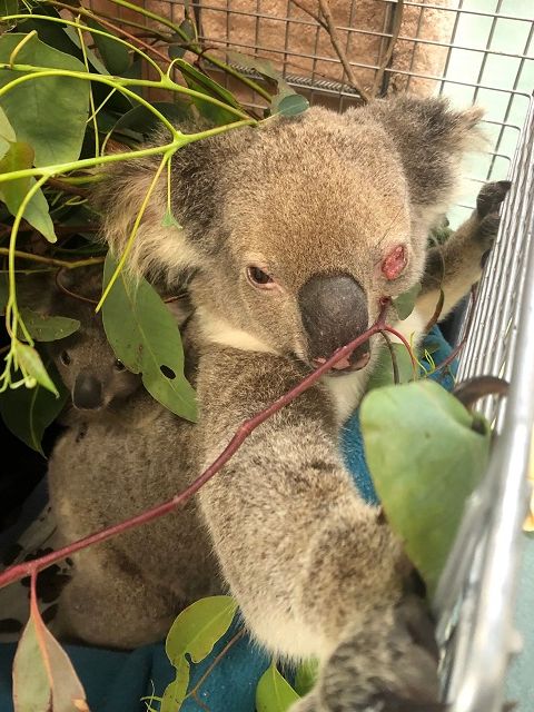 Wild koalas get chlamydia vaccine in first-of-its kind trial to